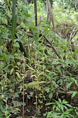 APII jpeg image of Celosia argentea  © contact APII