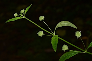 APII jpeg image of Hyptis capitata  © contact APII