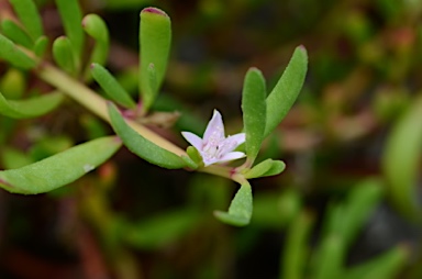 APII jpeg image of Sesuvium portulacastrum  © contact APII