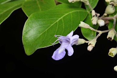 APII jpeg image of Vitex trifolia var. subtrisecta  © contact APII