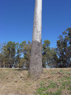 APII jpeg image of Eucalyptus tessellaris  © contact APII