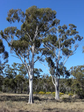 APII jpeg image of Eucalyptus thozetiana  © contact APII