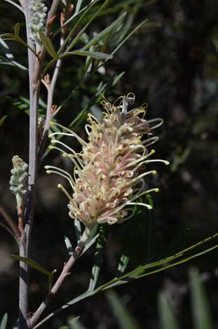 APII jpeg image of Grevillea 'Misty Pink'  © contact APII