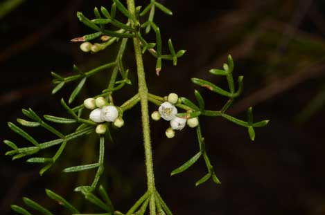 APII jpeg image of Boronia bipinnata  © contact APII