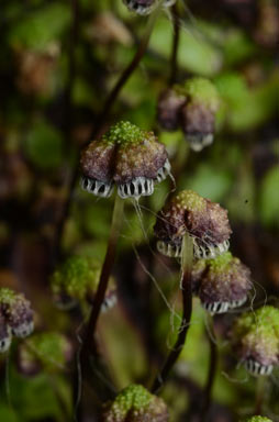 APII jpeg image of Asterella drummondii  © contact APII