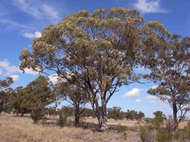 APII jpeg image of Eucalyptus woollsiana  © contact APII