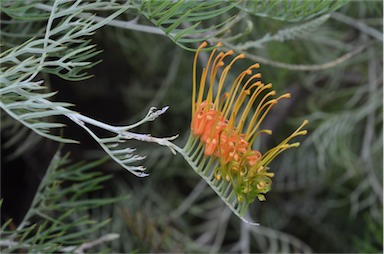 APII jpeg image of Grevillea 'Tango'  © contact APII