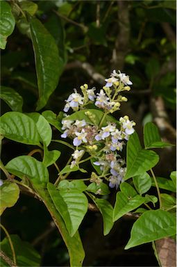 APII jpeg image of Vitex melicopea  © contact APII