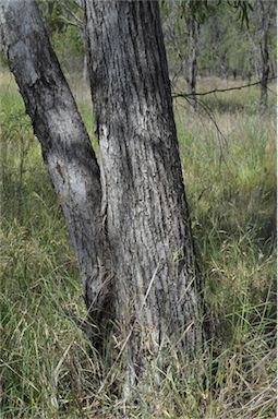 APII jpeg image of Eucalyptus brownii  © contact APII