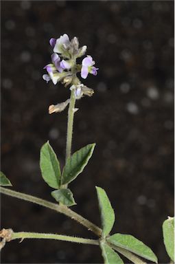 APII jpeg image of Glycine tabacina  © contact APII