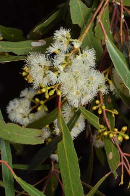 APII jpeg image of Eucalyptus woollsiana  © contact APII