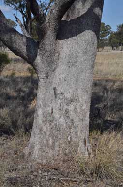 APII jpeg image of Eucalyptus woollsiana  © contact APII