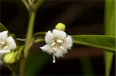 APII jpeg image of Myoporum montanum  © contact APII