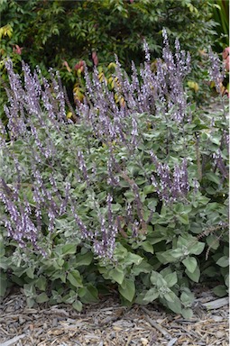 APII jpeg image of Plectranthus argentatus  © contact APII