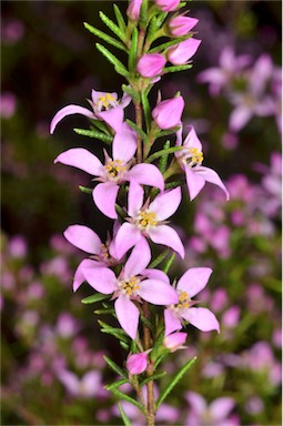 APII jpeg image of Boronia deanei  © contact APII