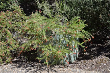 APII jpeg image of Grevillea saccata  © contact APII