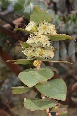 APII jpeg image of Eucalyptus pulverulenta  © contact APII