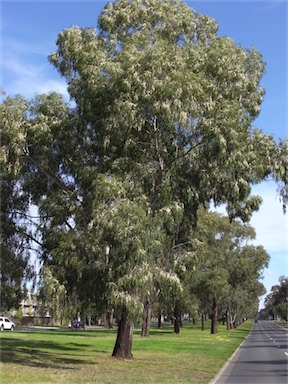 APII jpeg image of Eucalyptus elata  © contact APII