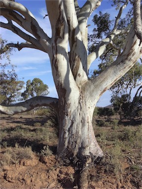 APII jpeg image of Eucalyptus camaldulensis  © contact APII