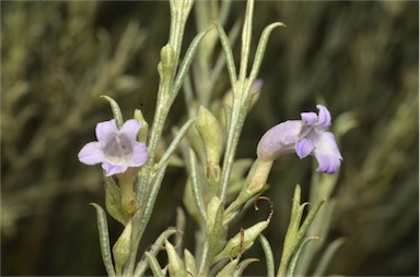 APII jpeg image of Eremophila scoparia  © contact APII