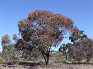 APII jpeg image of Eucalyptus torquata  © contact APII