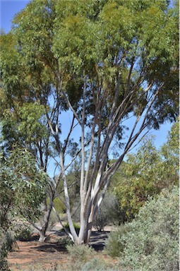 APII jpeg image of Eucalyptus salicola  © contact APII