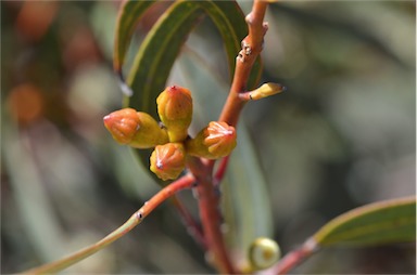 APII jpeg image of Eucalyptus percostata  © contact APII