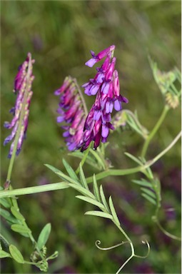 APII jpeg image of Vicia villosa subsp. eriocarpa  © contact APII