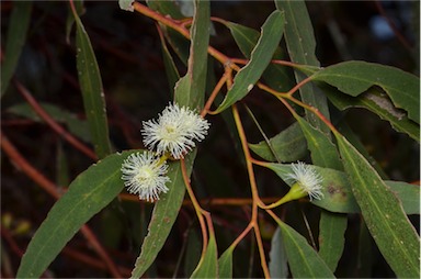 APII jpeg image of Eucalyptus porosa  © contact APII