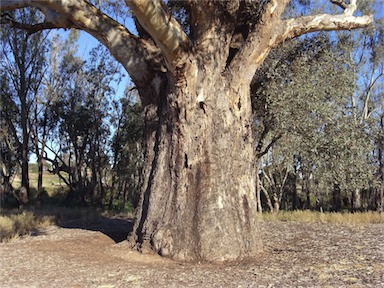 APII jpeg image of Eucalyptus camaldulensis  © contact APII