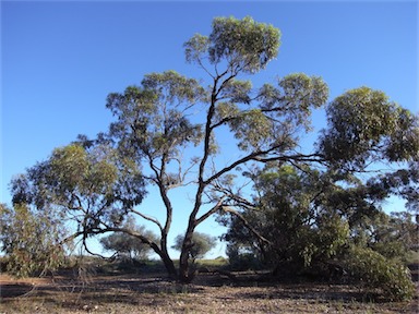 APII jpeg image of Eucalyptus porosa  © contact APII