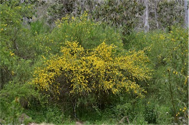 APII jpeg image of Cytisus scoparius  © contact APII