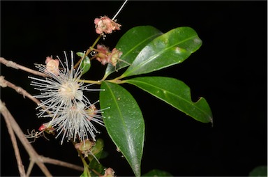 APII jpeg image of Syzygium paniculatum  © contact APII