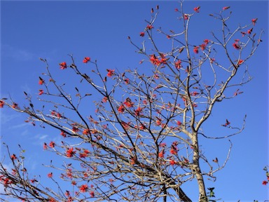 APII jpeg image of Erythrina crista-galli  © contact APII