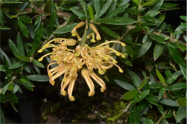 APII jpeg image of Grevillea 'Goldfever'  © contact APII