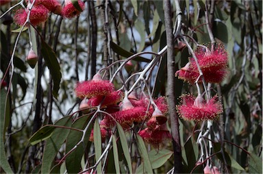 APII jpeg image of Eucalyptus caesia  © contact APII