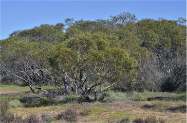 APII jpeg image of Eucalyptus gracilis  © contact APII