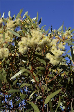 APII jpeg image of Eucalyptus incrassata  © contact APII