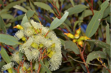 APII jpeg image of Eucalyptus incrassata  © contact APII