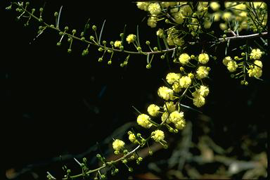 APII jpeg image of Acacia diffusa  © contact APII