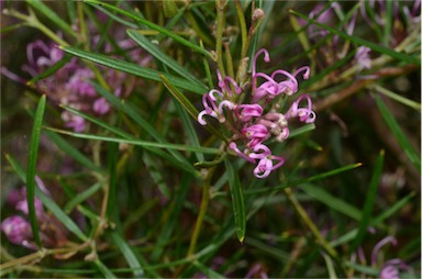 APII jpeg image of Grevillea gariwerdensis  © contact APII