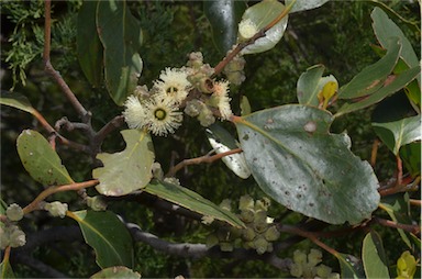 APII jpeg image of Eucalyptus serraensis  © contact APII