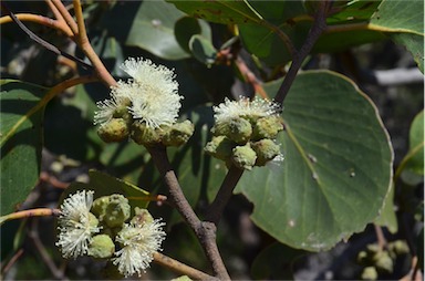 APII jpeg image of Eucalyptus serraensis  © contact APII