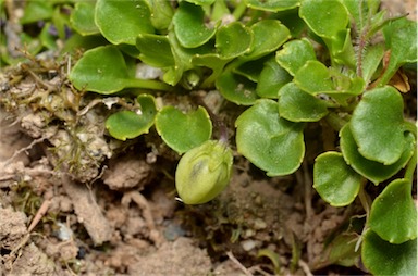 APII jpeg image of Viola fuscoviolacea  © contact APII