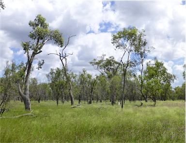 APII jpeg image of Eucalyptus populnea  © contact APII