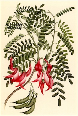 APII jpeg image of Clianthus puniceus  © contact APII