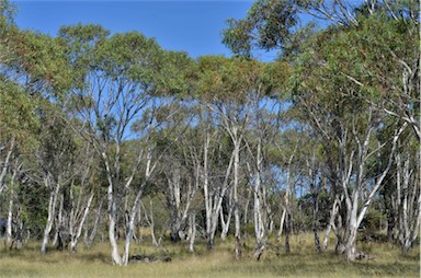 APII jpeg image of Eucalyptus pauciflora  © contact APII