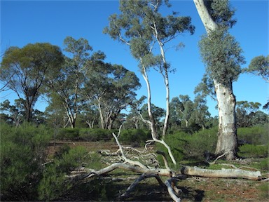 APII jpeg image of Eucalyptus intertexta  © contact APII