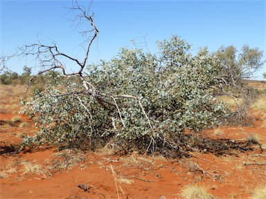 APII jpeg image of Eucalyptus gamophylla  © contact APII