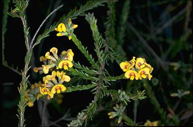 APII jpeg image of Dillwynia floribunda var. floribunda  © contact APII